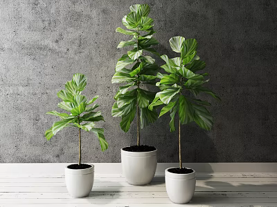 Bonsai Potted Plants With Green Leaves In White Pots On Wooden Tabletop Against Gray Wall 3d model