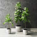 Bonsai Potted Plants With Green Leaves In White Pots On Wooden Tabletop Against Gray Wall