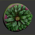 Green And Pink Gradient Decorative Fruit With Lush Green Leafy Top And Red Accent