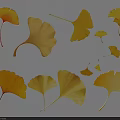 Yellow Ginkgo Leaves With Various Shapes And Scattered Arrangement On White Background