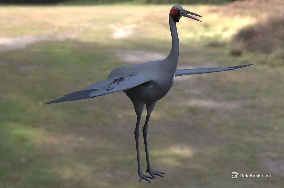 Gray Crane with Red Head Spread Wings Standing on Natural Grassland Habitat 3d model 