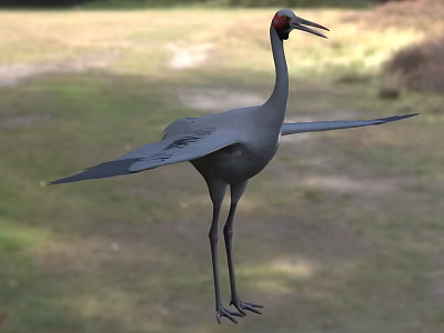 Gray Crane with Red Head Spread Wings Standing on Natural Grassland Habitat 3d model