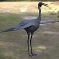 Gray Crane with Red Head Spread Wings Standing on Natural Grassland Habitat