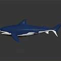 Realistic Blue Shark Model With Smooth Surface And Dark Background Reflection 3d model