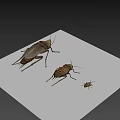 Realistic 3D Insect Models Showcasing Various Sizes And Poses 3d model