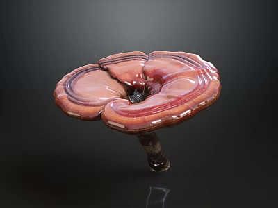 Red Brown Ganoderma Mushroom With Shiny Surface And Unique Shape On Dark Background 3d model