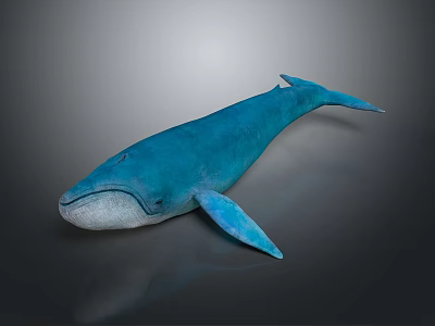 Blue Whale 3D Model With Blue Body And Light Colored Belly On Dark Background 3d model