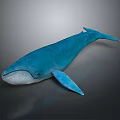 Blue Whale 3D Model With Blue Body And Light Colored Belly On Dark Background 3d model