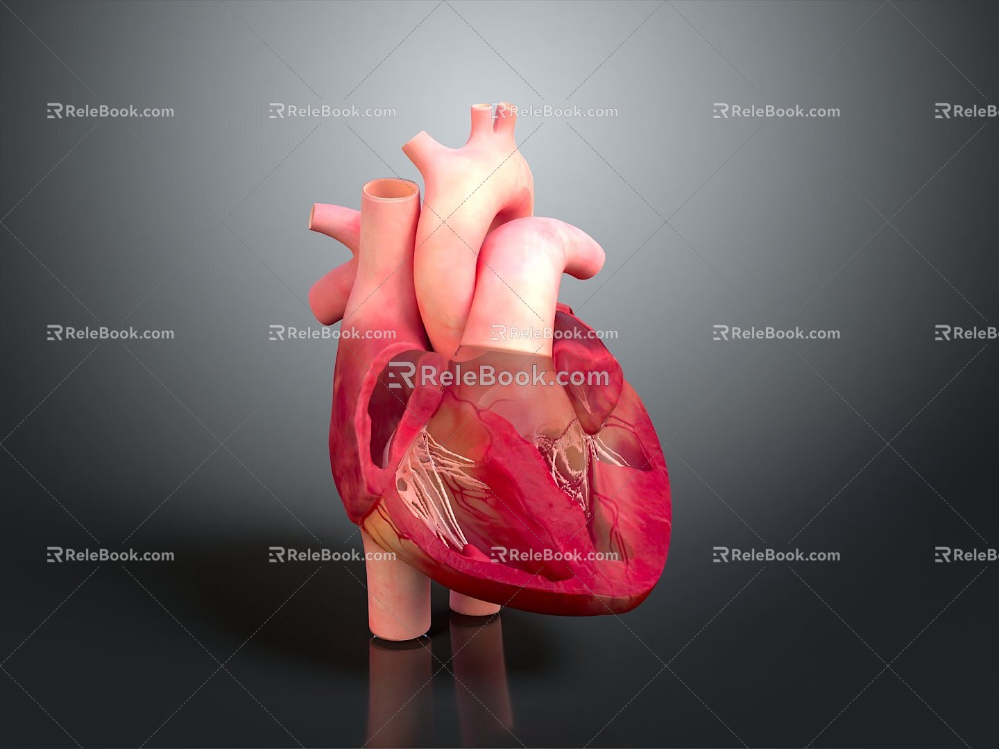 Heart Heart Human Heart Heart Anatomical Organs Human Organs Human Body model