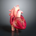 Medical Device 3D Heart Model for Anatomical Study and Educational Use 3d model