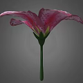 Pink Lily Flower With White Stripes And Green Stem On Gray Background
