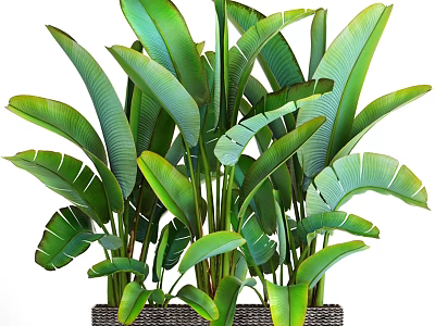 Tropical Decorative Ornament Set With Large Green Leaves And Woven Pot For Indoor Decoration 3d model