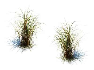 Ornamental Grasses with Green and Brown Leaves Standing on White Background with Shadows 3d model