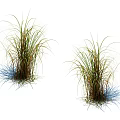 Ornamental Grasses with Green and Brown Leaves Standing on White Background with Shadows