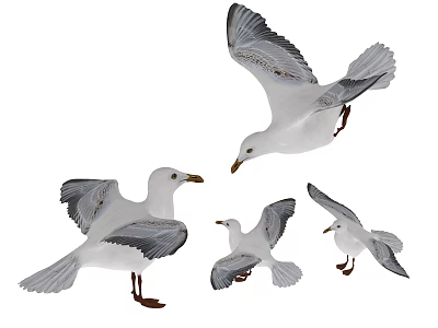 White and Gray Seagulls in Various Flying and Standing Poses Isolated on White Background 3d model