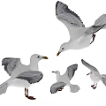 White and Gray Seagulls in Various Flying and Standing Poses Isolated on White Background