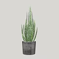 Green Striped Leaf Potted Plant In Gray Concrete Pot For Home Decor
