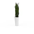 Snake Plant in White Pot with Long Green Striped Leaves for Home Decor