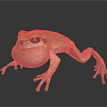 Vibrant Yellowish Brown Frog With Swollen Throat And Long Legs On Dark Background