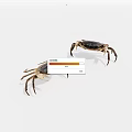 Reptile crab 3d model