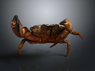 Realistic Rusty Brown Crab With Large Claws And Textured Shell On Gray Surface 3d model