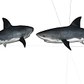 Two Grey And White Sharks Facing Each Other With Open Mouth
