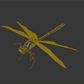 Close Up View Of Dragonfly With White Wings Black Body And Yellow Red Head
