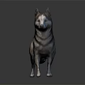 Realistic 3D Standing Dog Model With Blue Gray Fur On Shiny Gray Surface 3d model