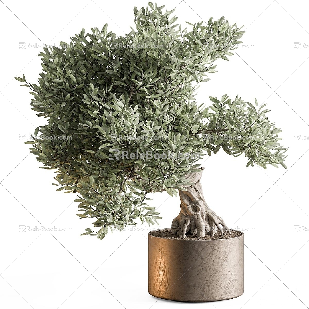 Plant Bonsai model