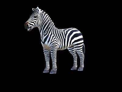 Black And White Striped Zebra Standing In Full Body View On Black Background 3d model