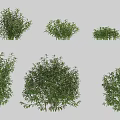 Various Green Garden Shrubs With Different Sizes And Foliage Types 3d model