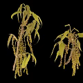 High Quality Botanical Photography Equipment For Capturing Green Leaves And Yellow Inflorescences