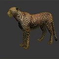 Cheetah With Spotted Yellow Fur Standing On Gray Background With Reflection 3d model