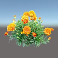 Vibrant Marigold Flowers with Orange Yellow Petals and Lush Green Leaves in Full Bloom