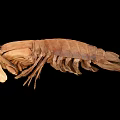 modern peacock mantis shrimp 3d model