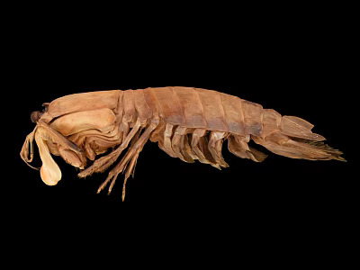Giant Isopod Aquatic Animal Preserved Specimen With Brown Segmented Body And Multiple Legs 3d model