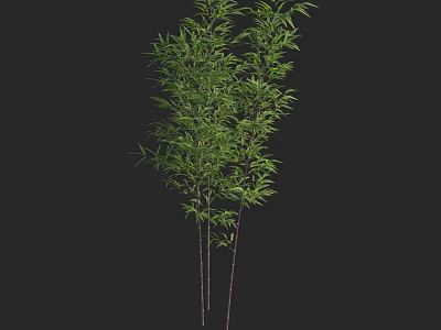 Green Bamboo Plants With Fresh Leaves And Brown Stems On Black Background 3d model