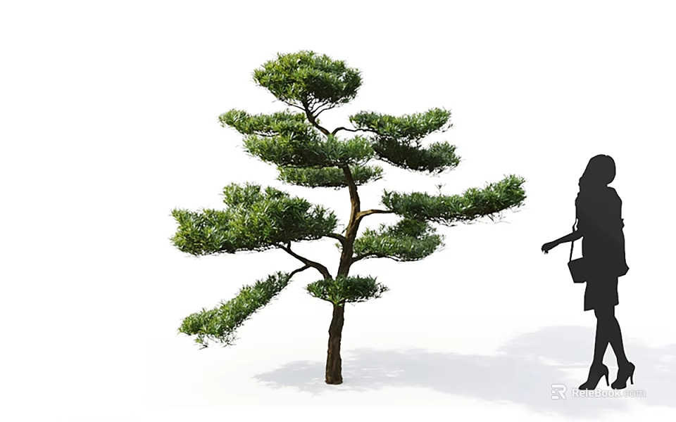 Elegant Pine Tree with Lush Branches and Female Silhouette Shadow on White Background 3d model 