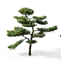 Elegant Pine Tree with Lush Branches and Female Silhouette Shadow on White Background