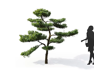 Elegant Pine Tree with Lush Branches and Female Silhouette Shadow on White Background 3d model