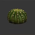 Green Round Cactus Plant With White Spines On Dark Background And Reflection