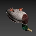 Green Headed Duck With Yellow Beak Brown White Plumage And Orange Feet Isolated On Gray