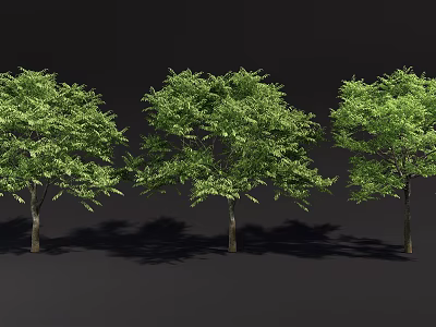 Multiple Arbor Trees Arranged In Row With Lush Green Foliage And Natural Shadows 3d model