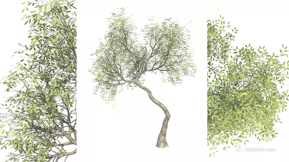 Curved Trunk Tree With Lush Green Foliage And Branch Details 3d model 