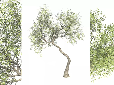 Curved Trunk Tree With Lush Green Foliage And Branch Details 3d model