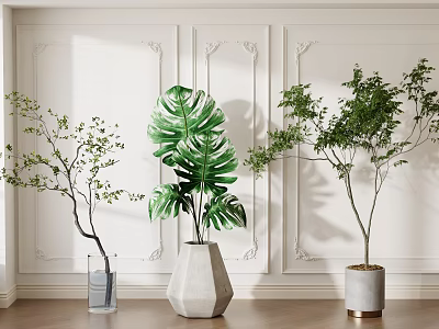 Bonsai Potted Plants with Monstera and Small Greenery in Pots Against White Wall Wooden Floor 3d model