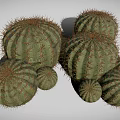Group of Round Green Cacti with Sharp Spines on White Background 3d model