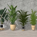 Various Indoor Potted Plants With Different Green Leaf Types And Stylish Planters