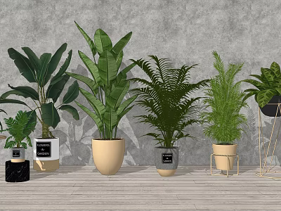 Various Indoor Potted Plants With Different Green Leaf Types And Stylish Planters 3d model