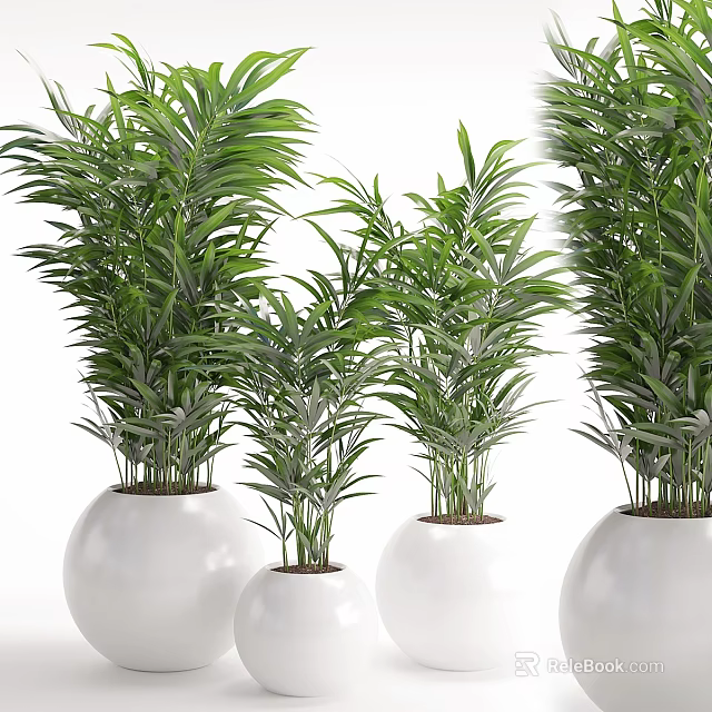 Multiple Green Shrubs Potted in White Pots for Indoor Decoration 3d model 